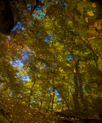 Looking Up Looking Down - by Bob Bickers, photo